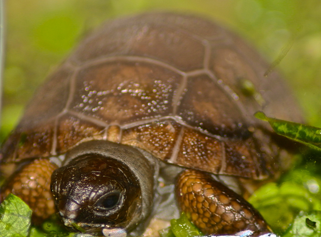 ALDABRA BREEDER