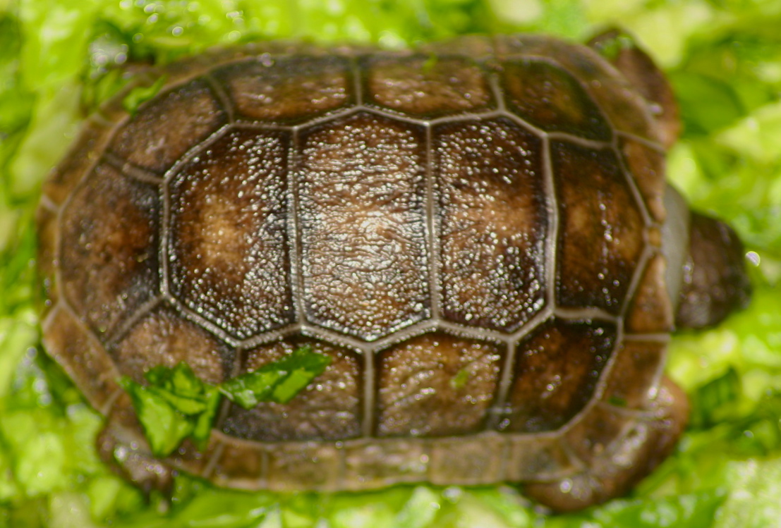 ALDABRA BREEDER