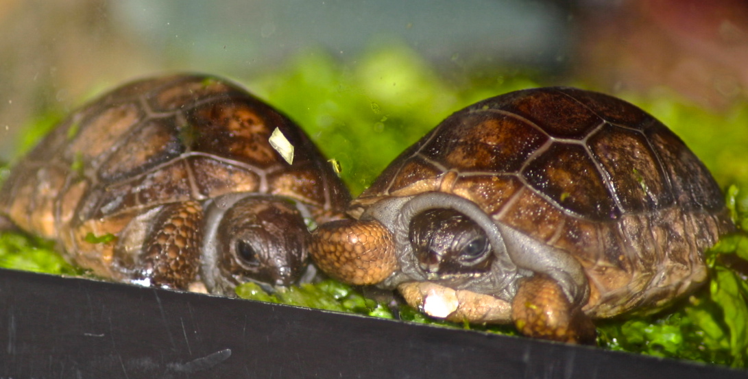 ALDABRA BREEDER