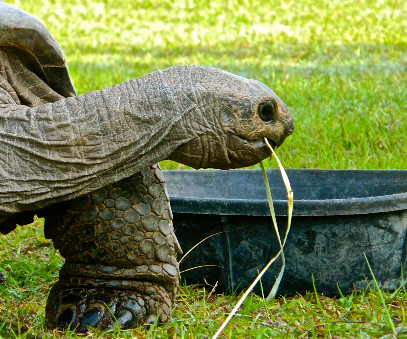 ALDABRA BREEDER
