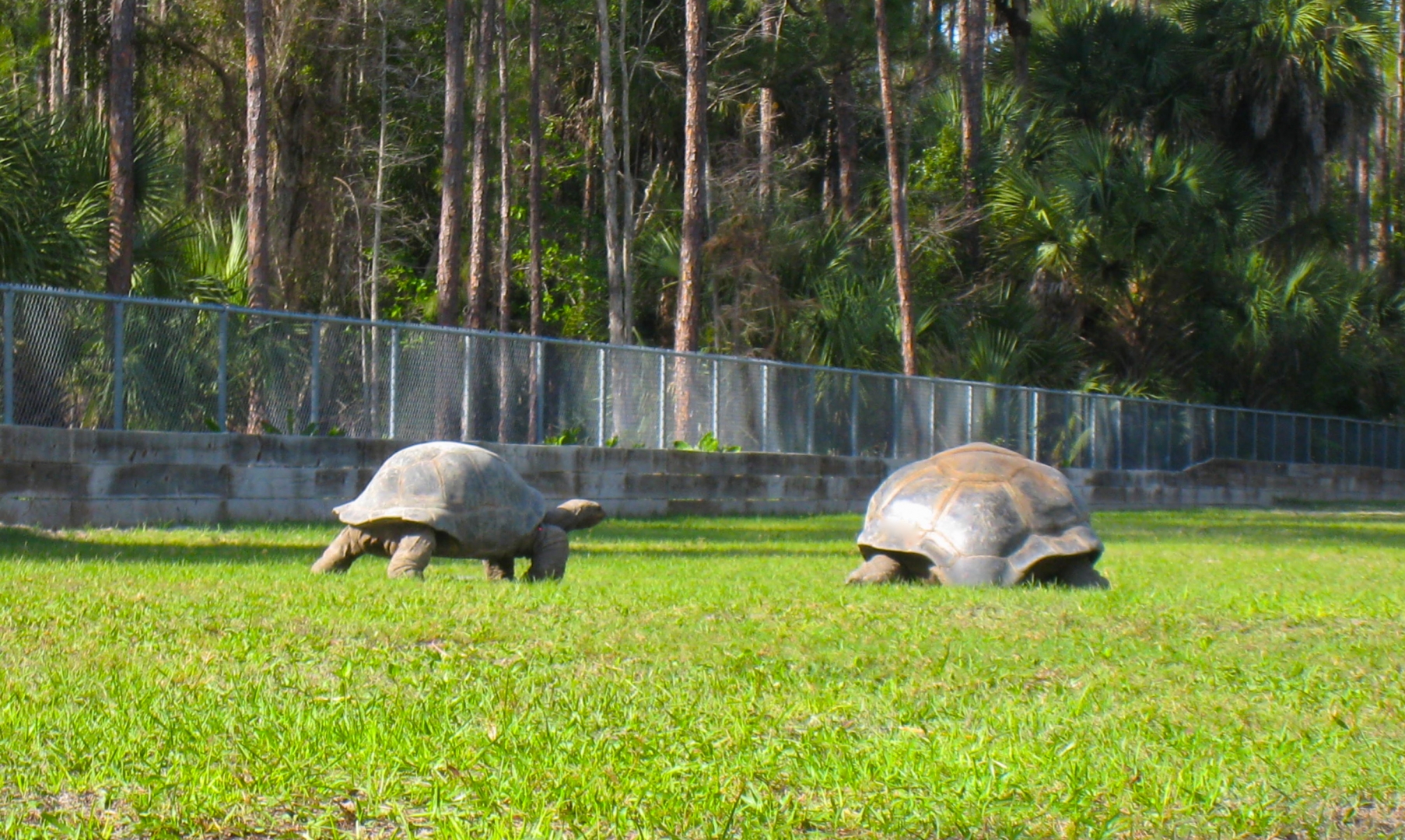ALDABRA BREEDER