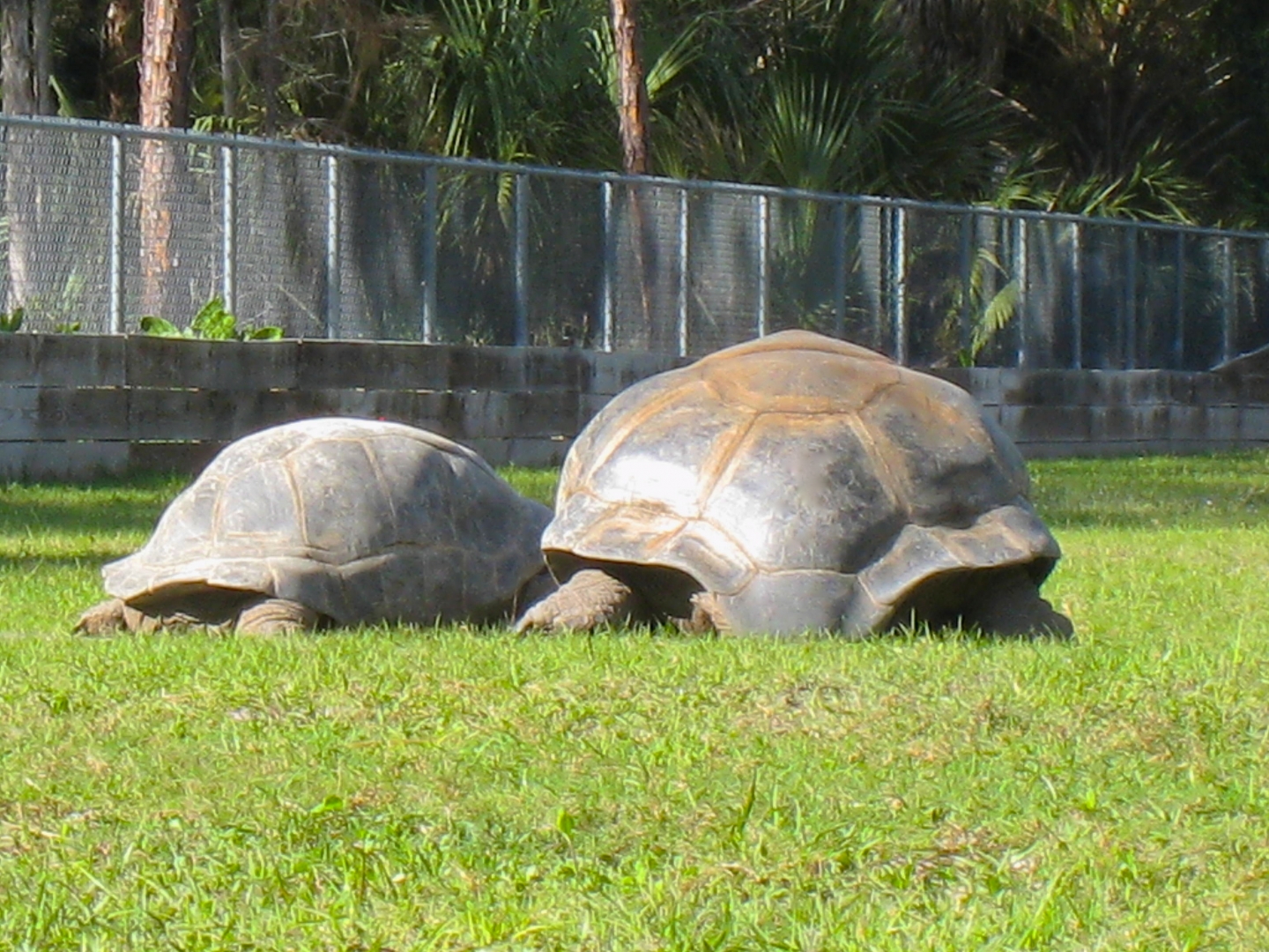 ALDABRA BREEDER