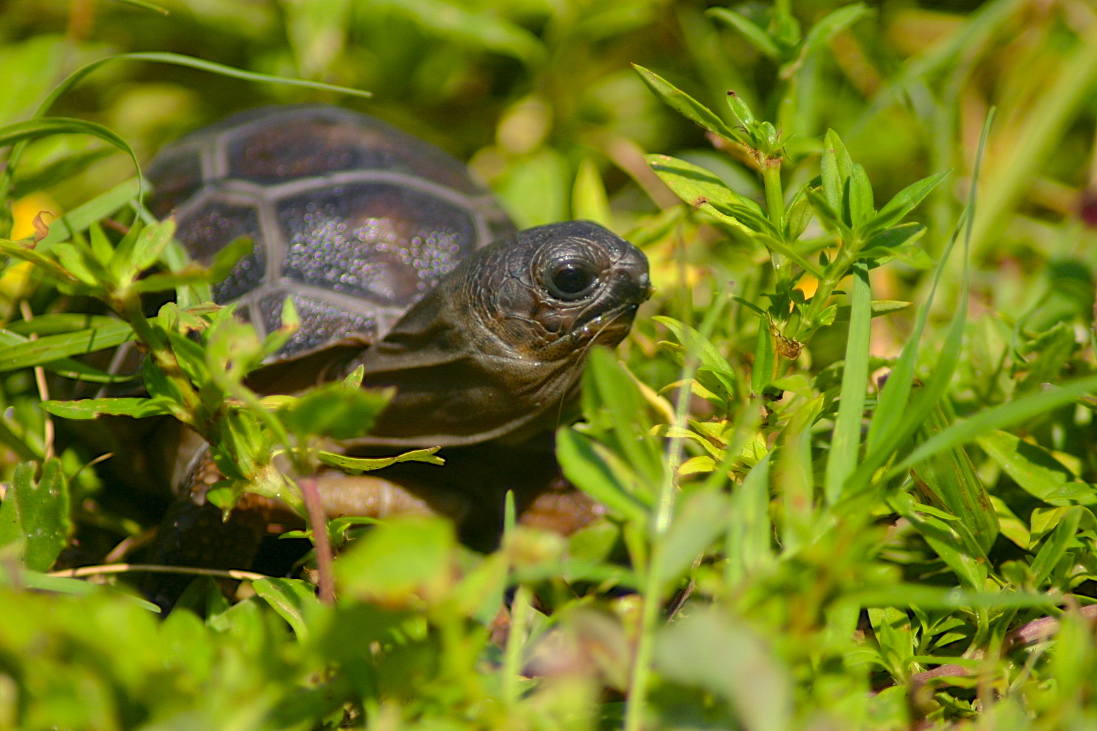 ALDABRA BREEDER