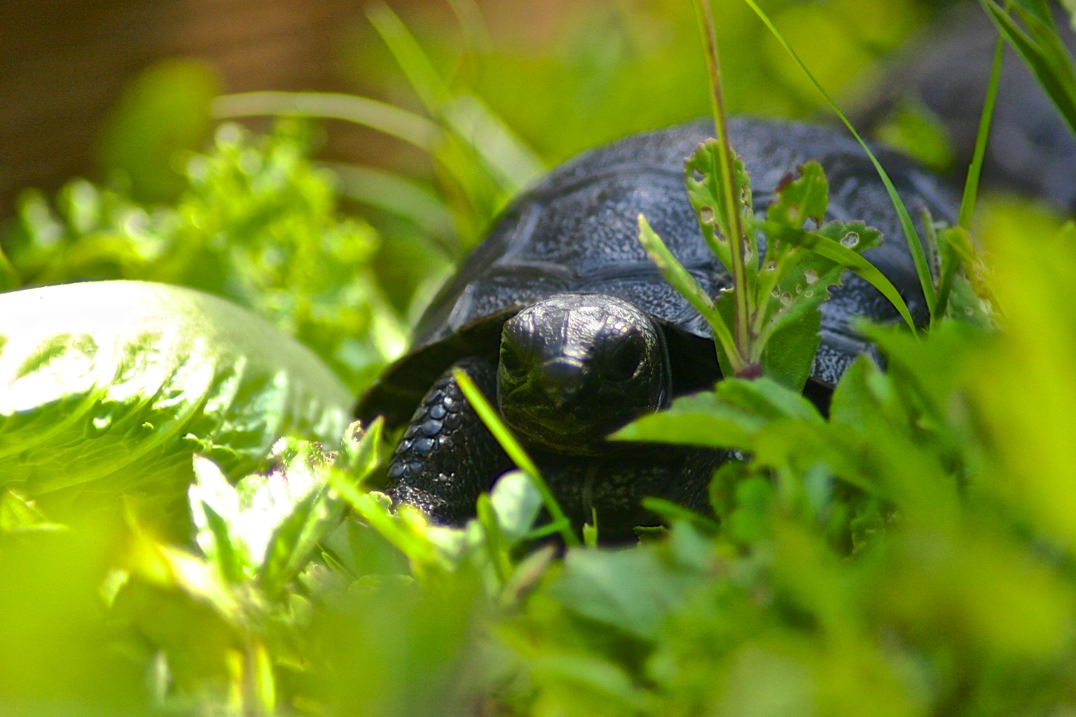 ALDABRA BREEDER