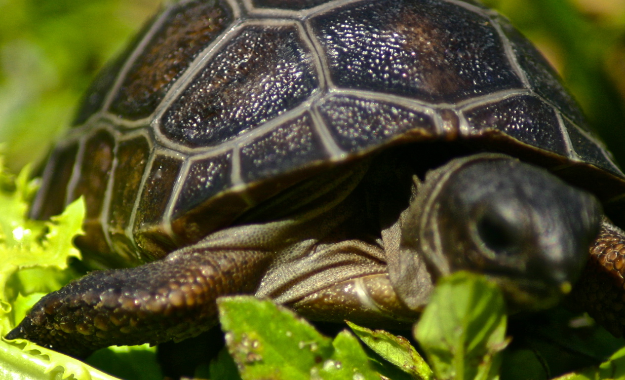 ALDABRA BREEDER