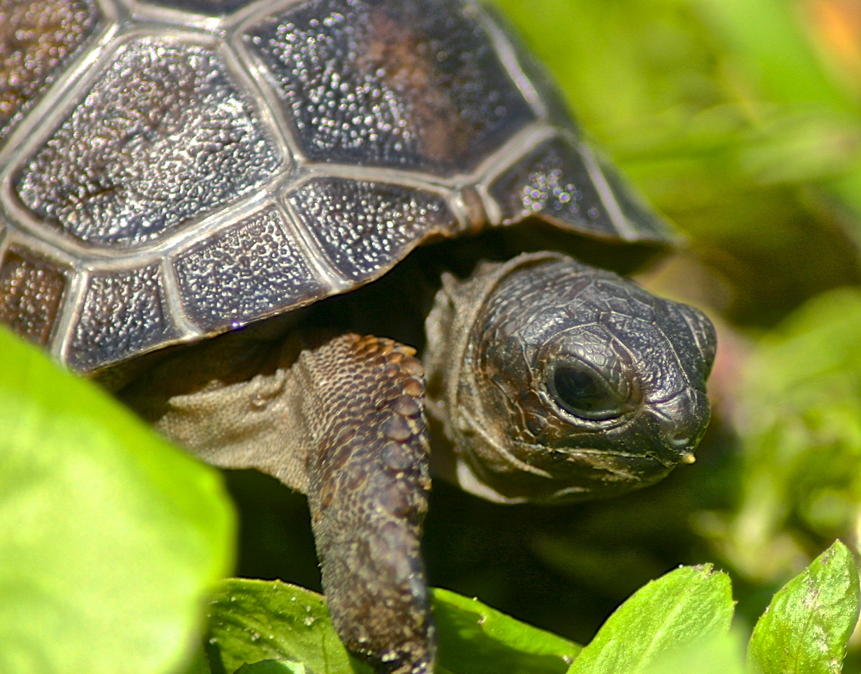 ALDABRA BREEDER