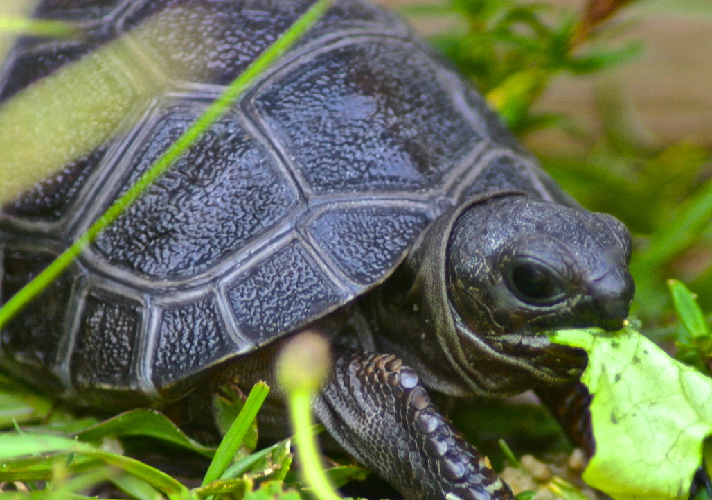 ALDABRA BREEDER