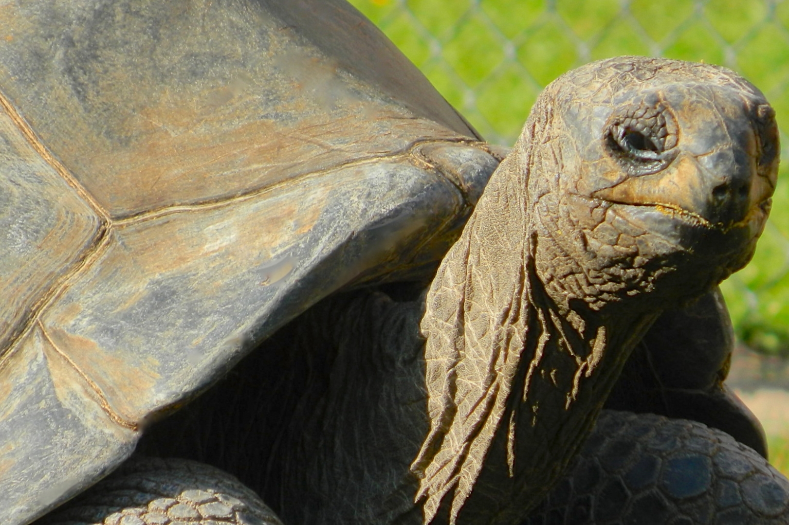 ALDABRA BREEDER
