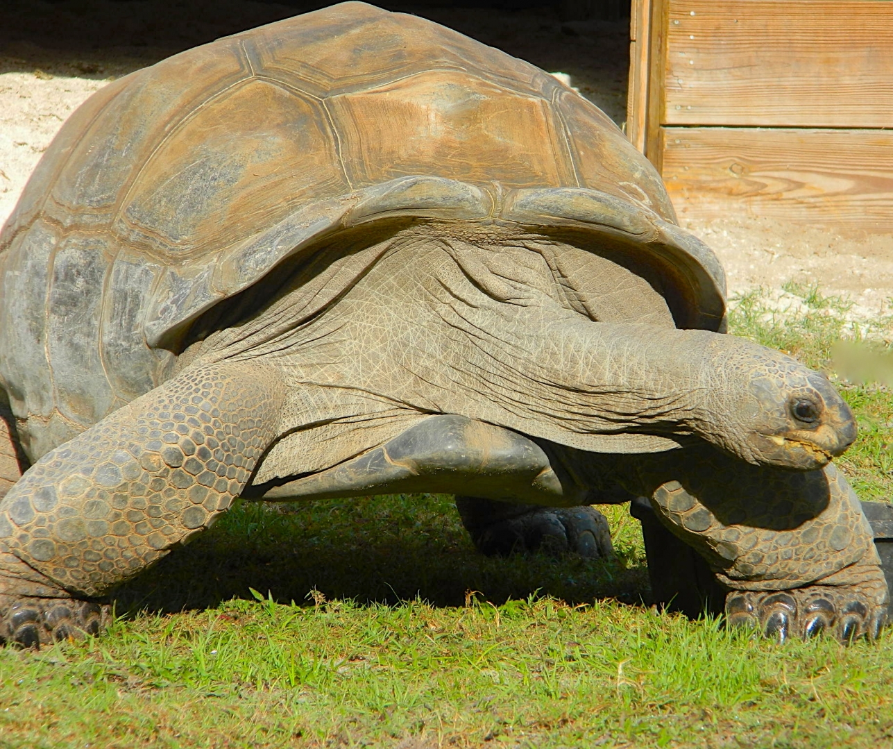 ALDABRA BREEDER