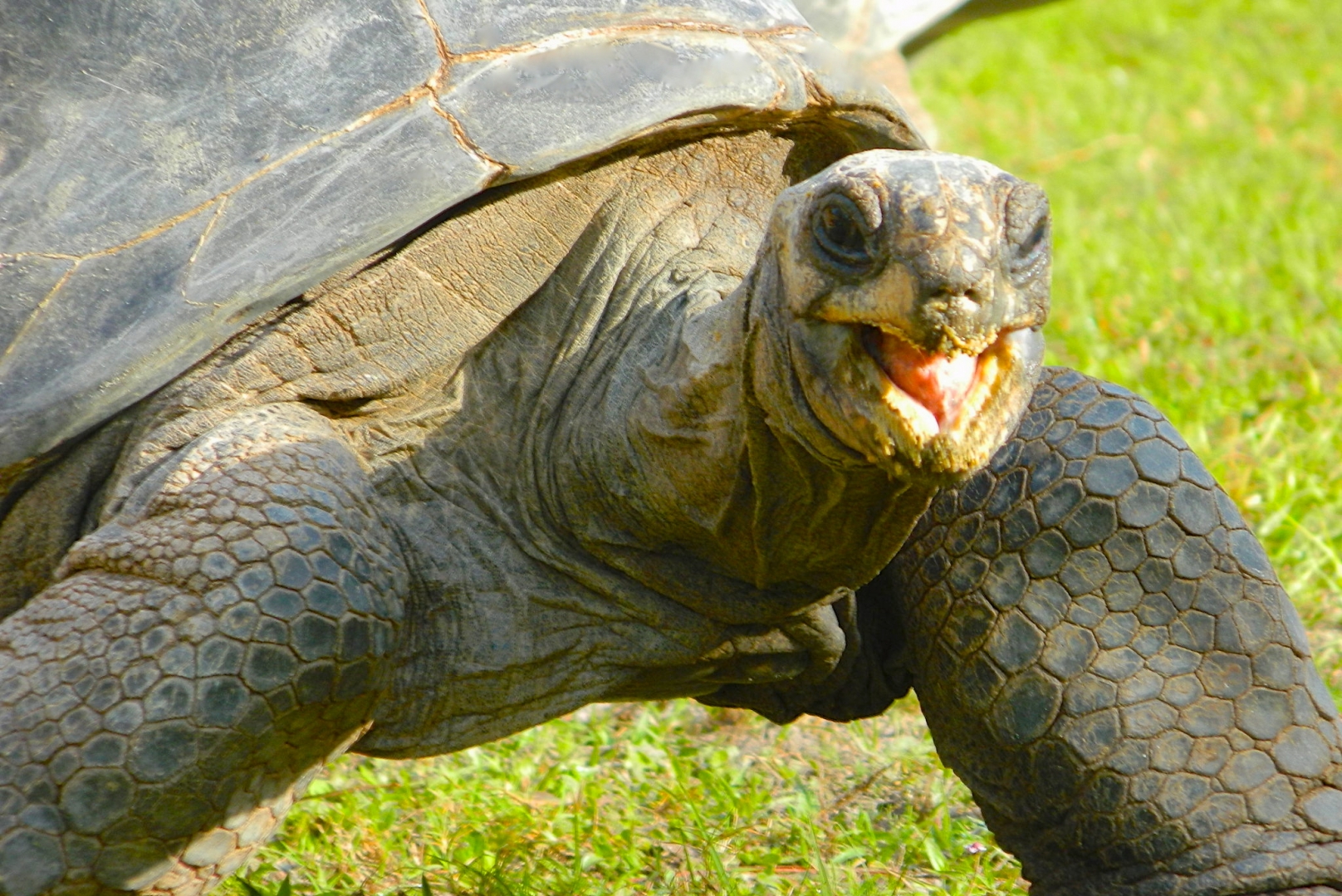 ALDABRA BREEDER