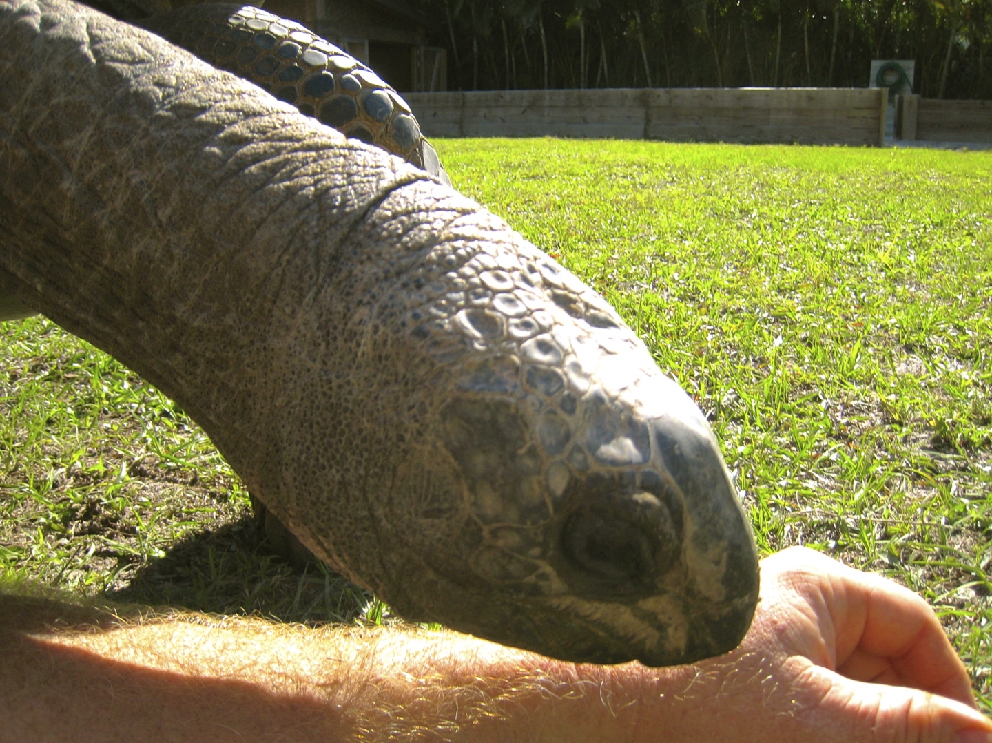 ALDABRA BREEDER