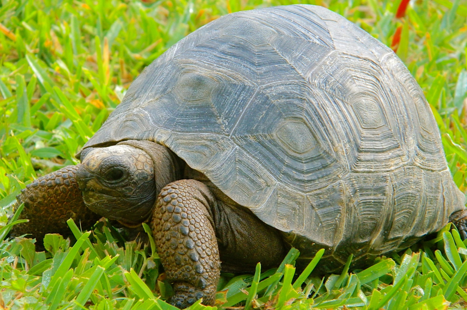 ALDABRA BREEDER
