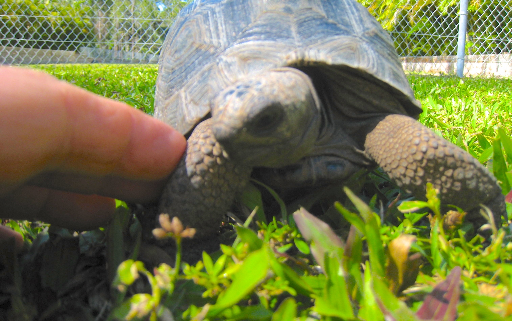 ALDABRA BREEDER