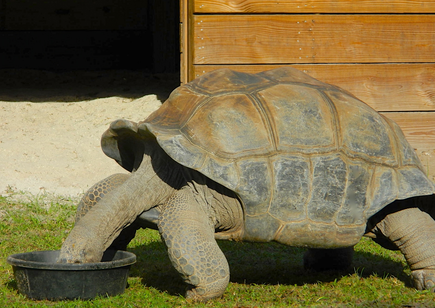 ALDABRA BREEDER