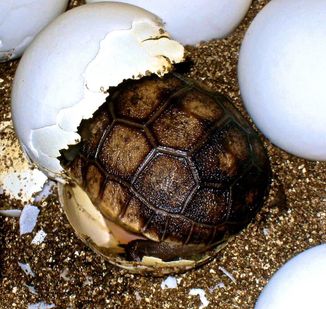 ALDABRA BREEDER