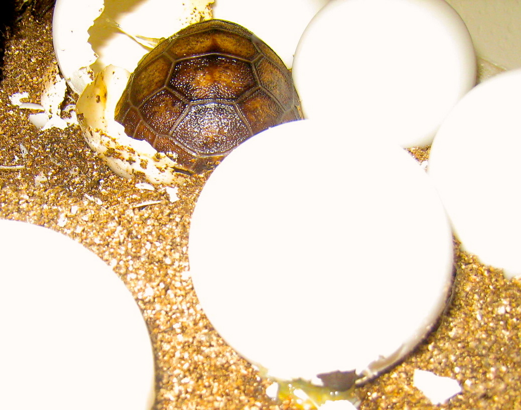 ALDABRA BREEDER