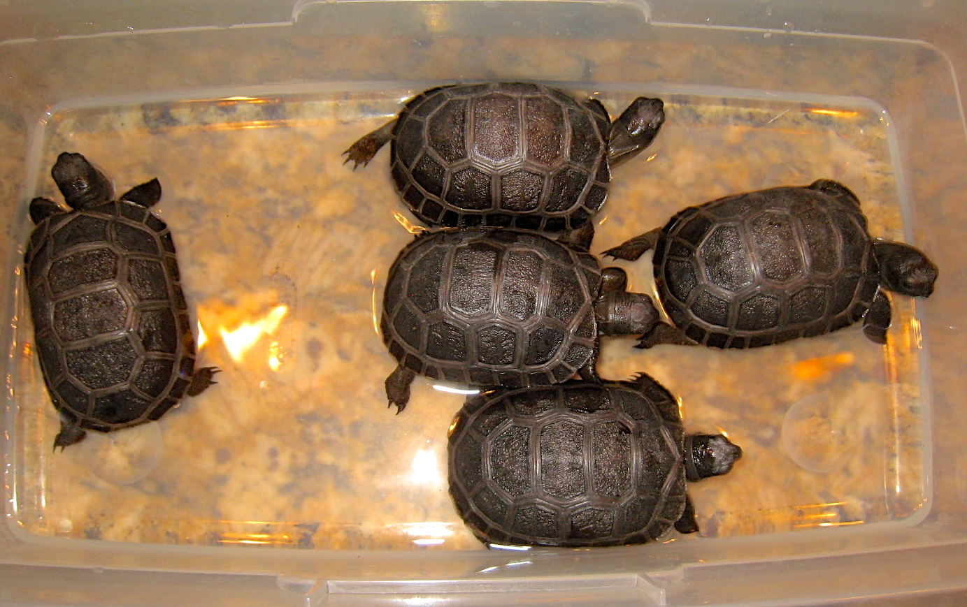 ALDABRA BREEDER