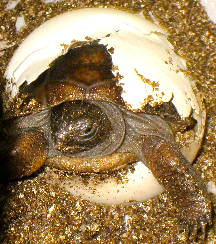 ALDABRA BREEDER