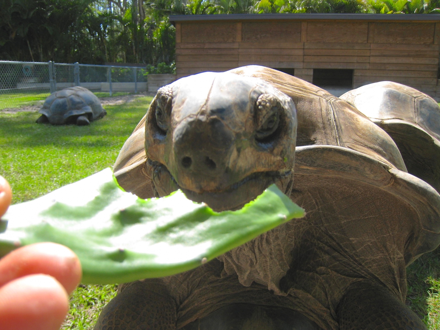 ALDABRA BREEDER