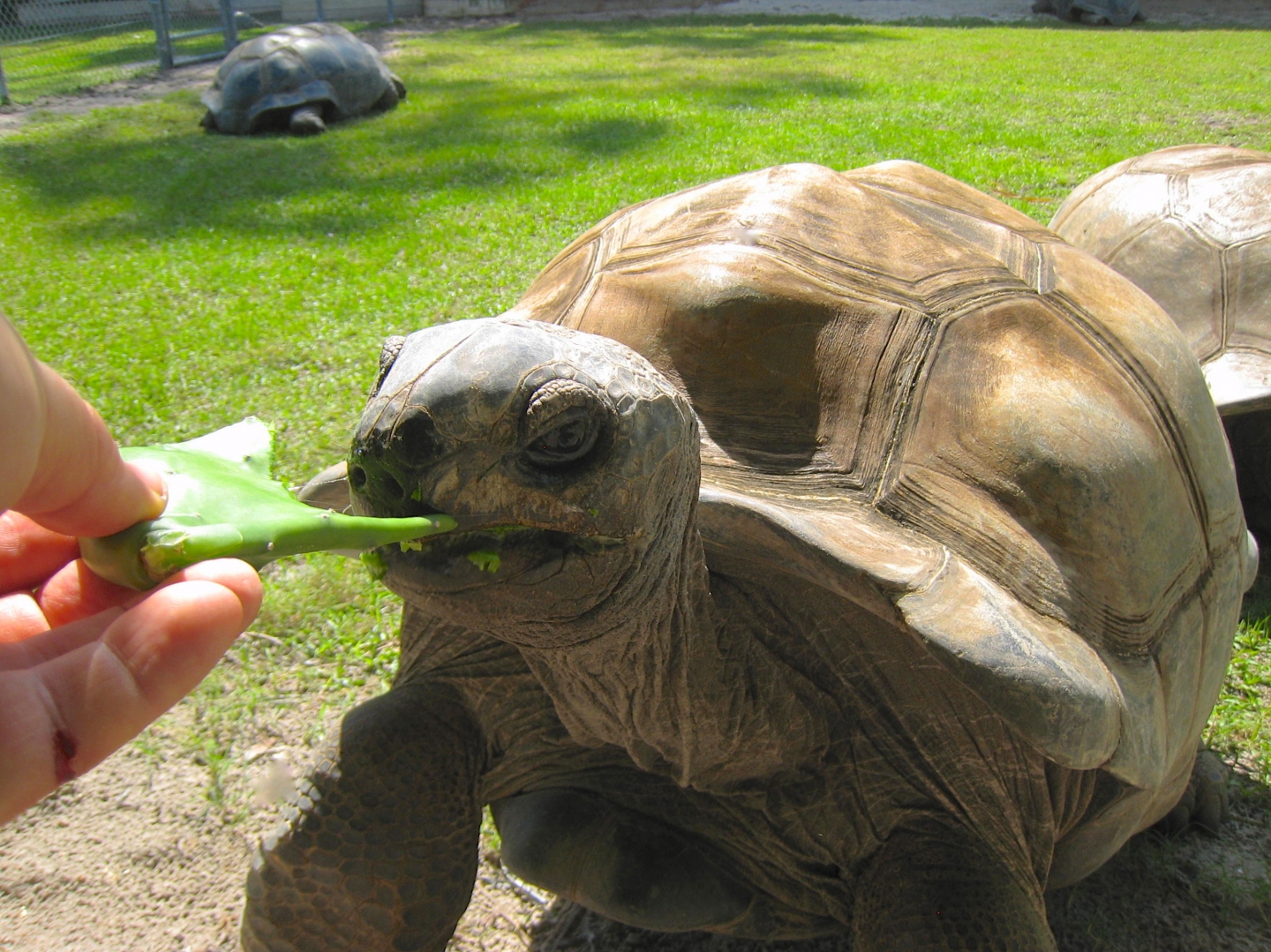 ALDABRA BREEDER