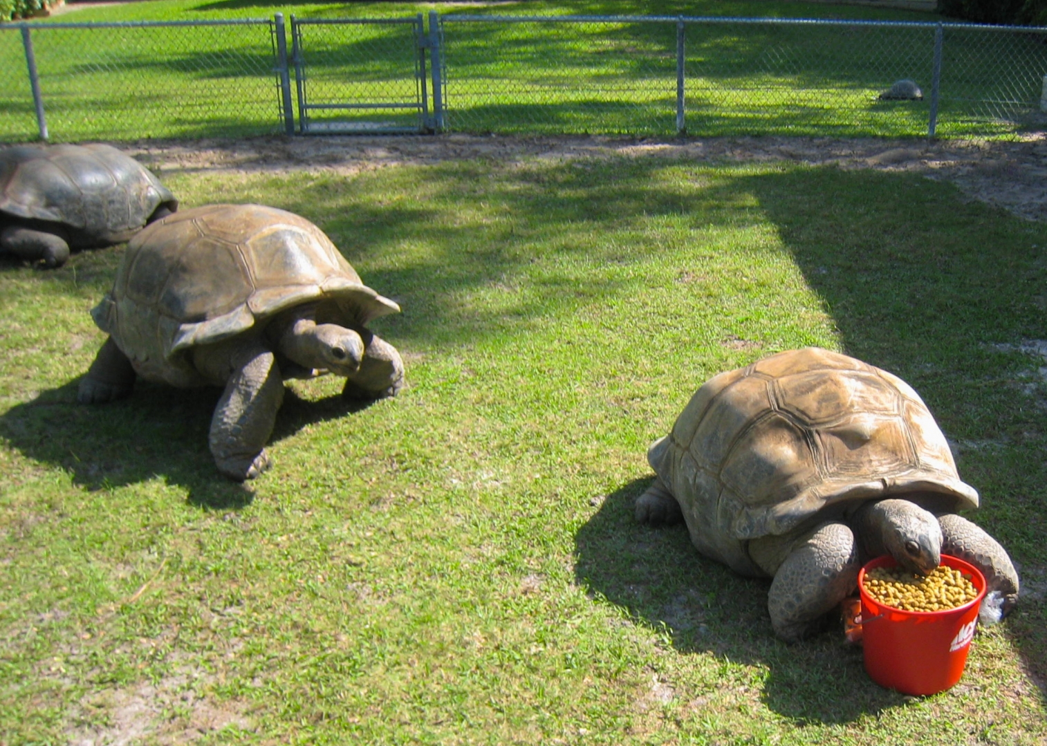 ALDABRA BREEDER