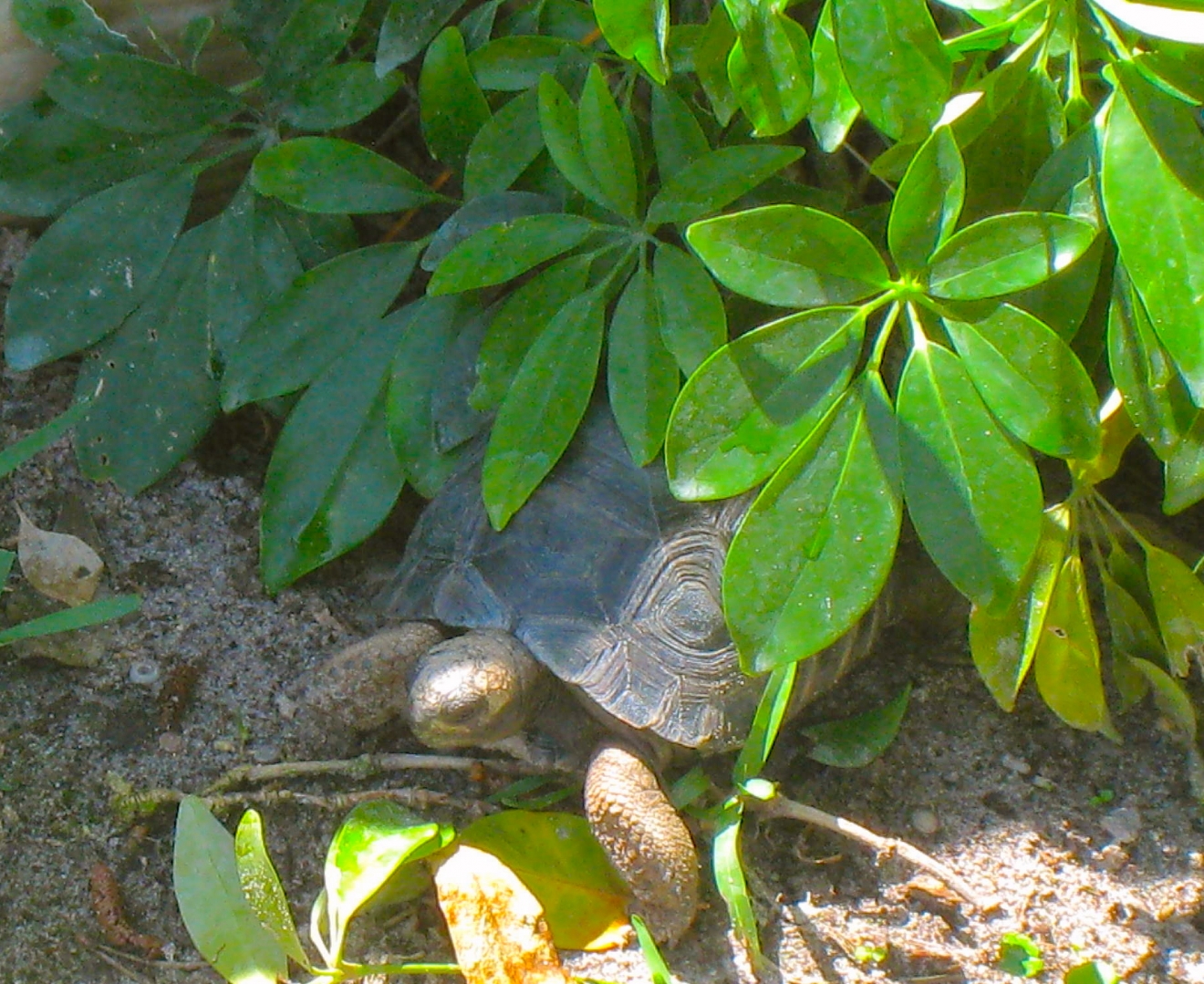 ALDABRA BREEDER