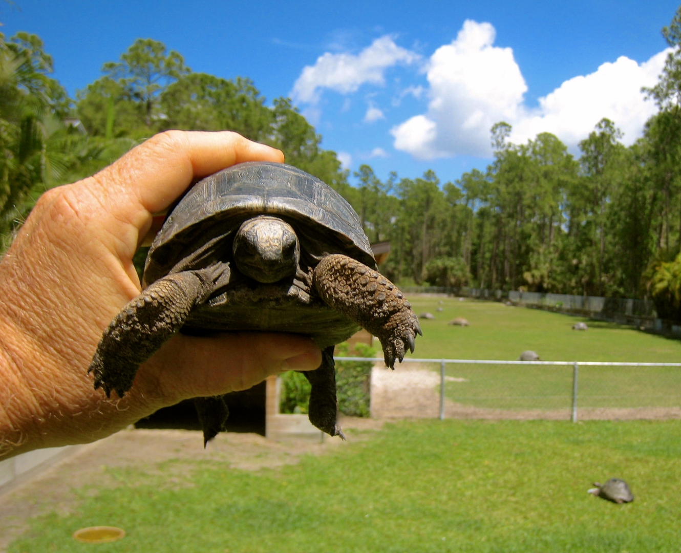 ALDABRA BREEDER