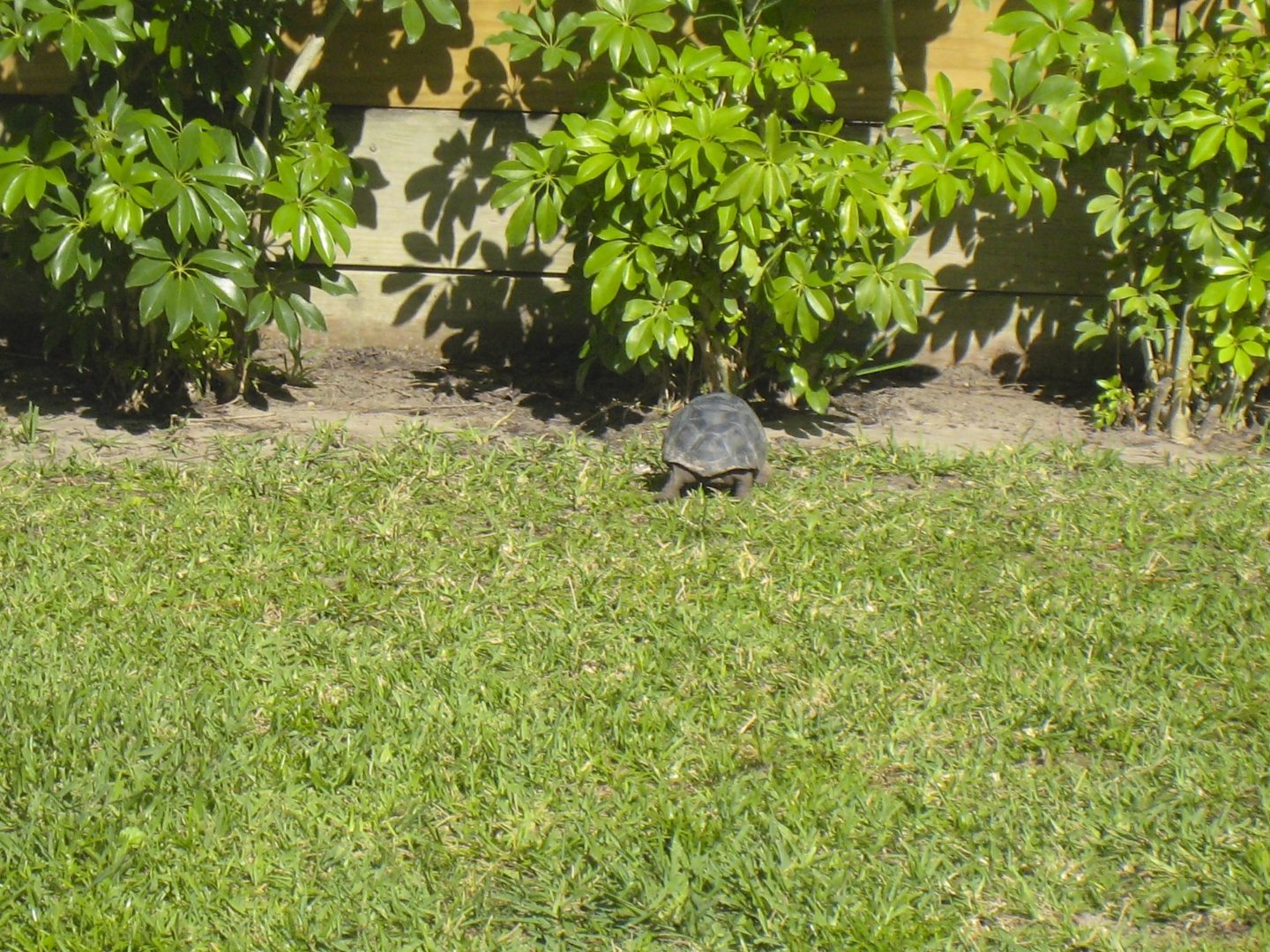 ALDABRA BREEDER