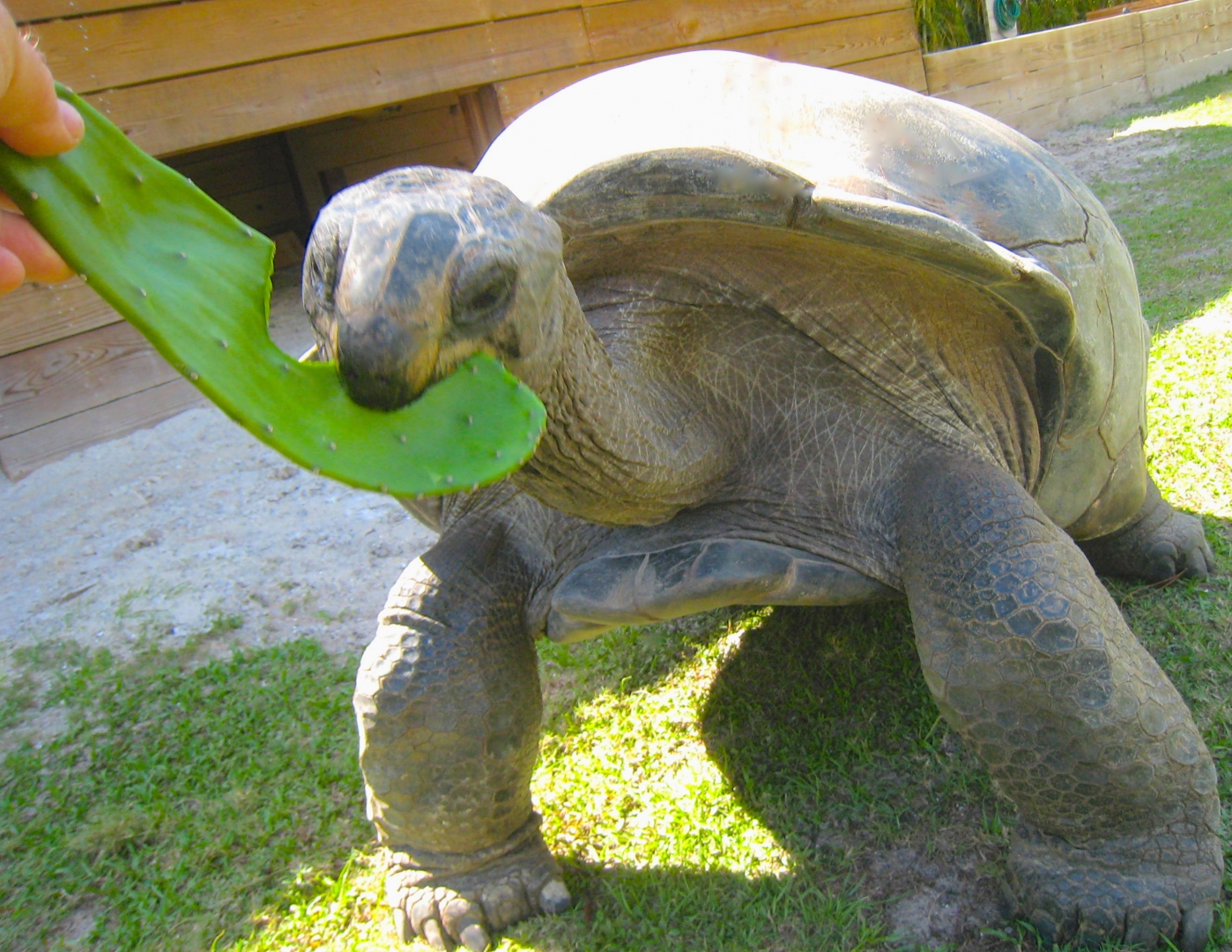 ALDABRA BREEDER