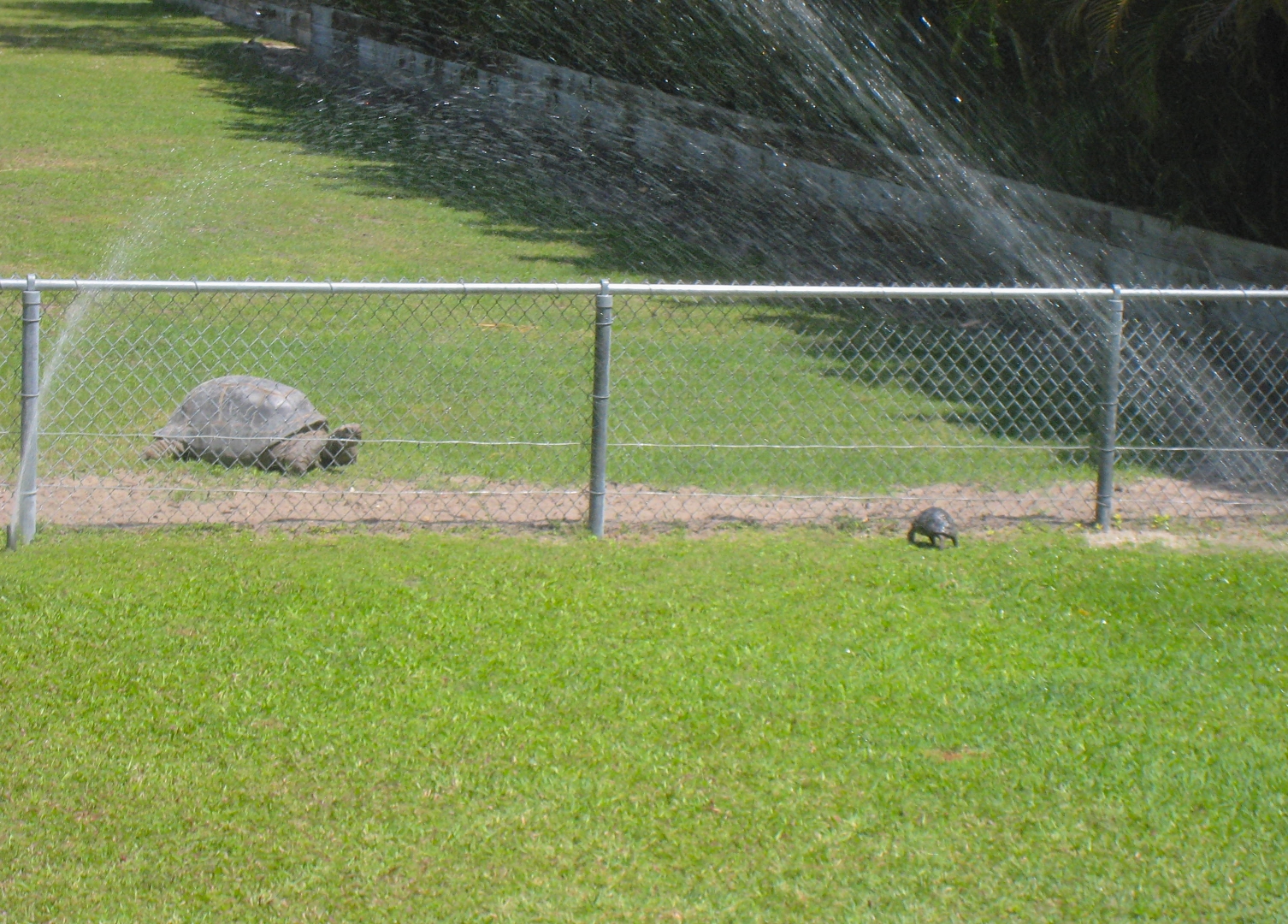 ALDABRA BREEDER