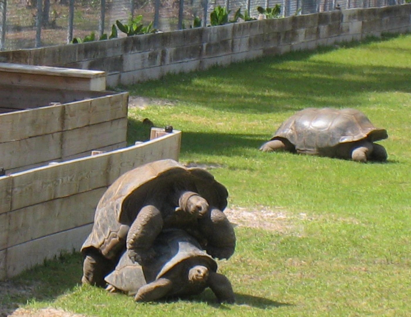 ALDABRA BREEDER