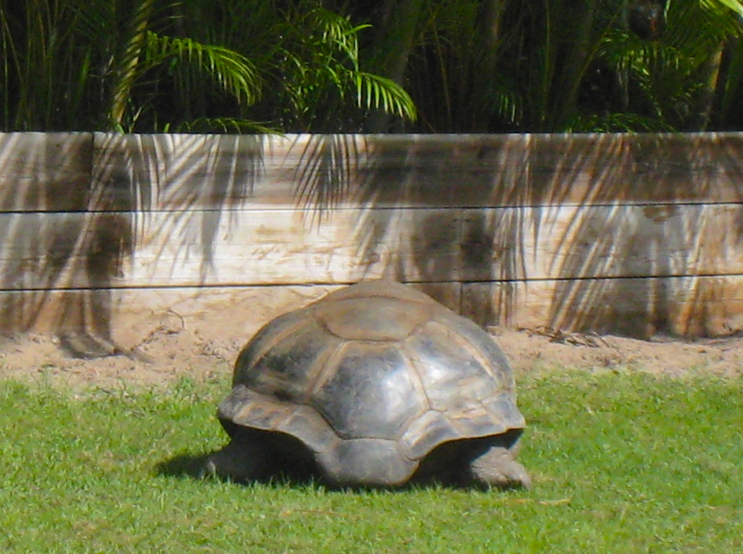 ALDABRA BREEDER