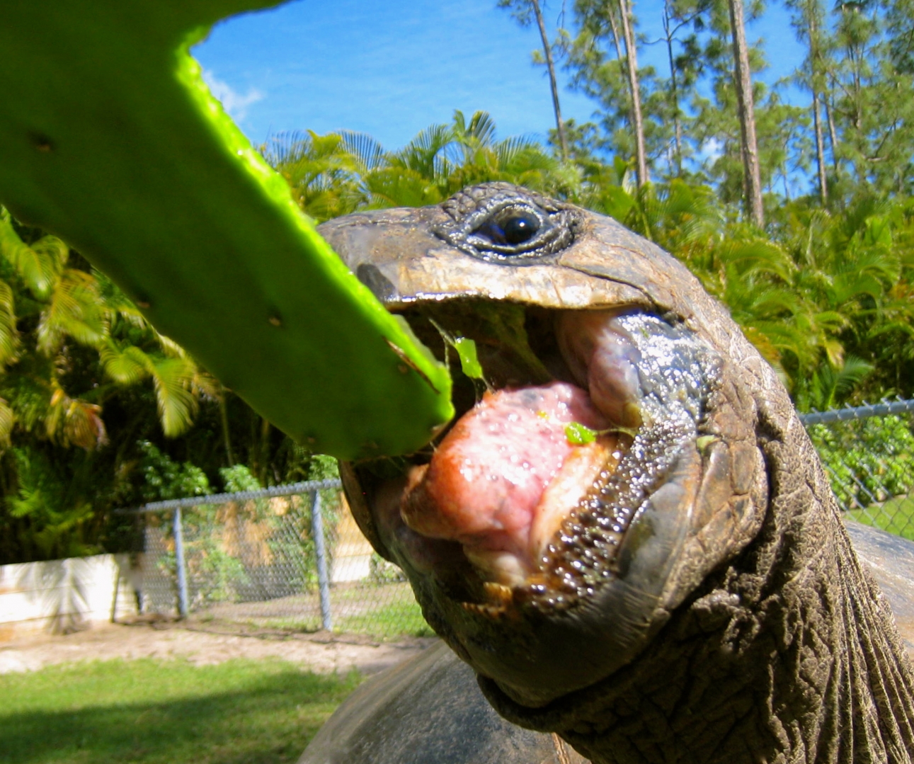 ALDABRA BREEDER