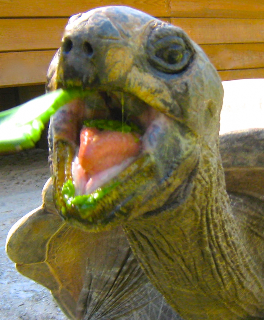 ALDABRA BREEDER