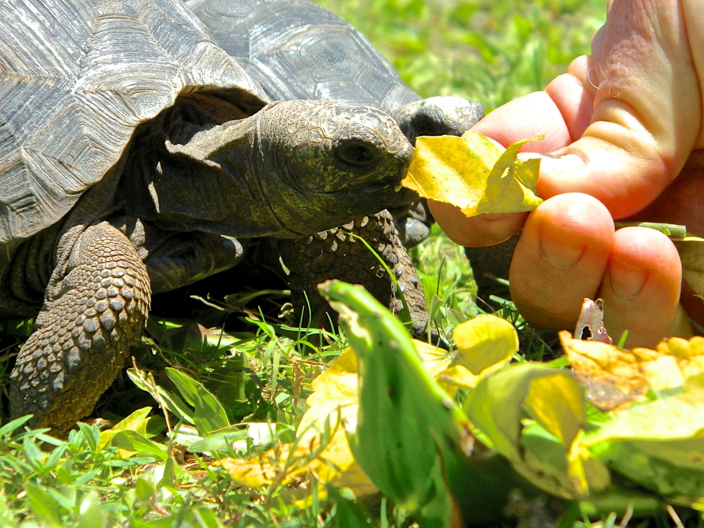 ALDABRA BREEDER