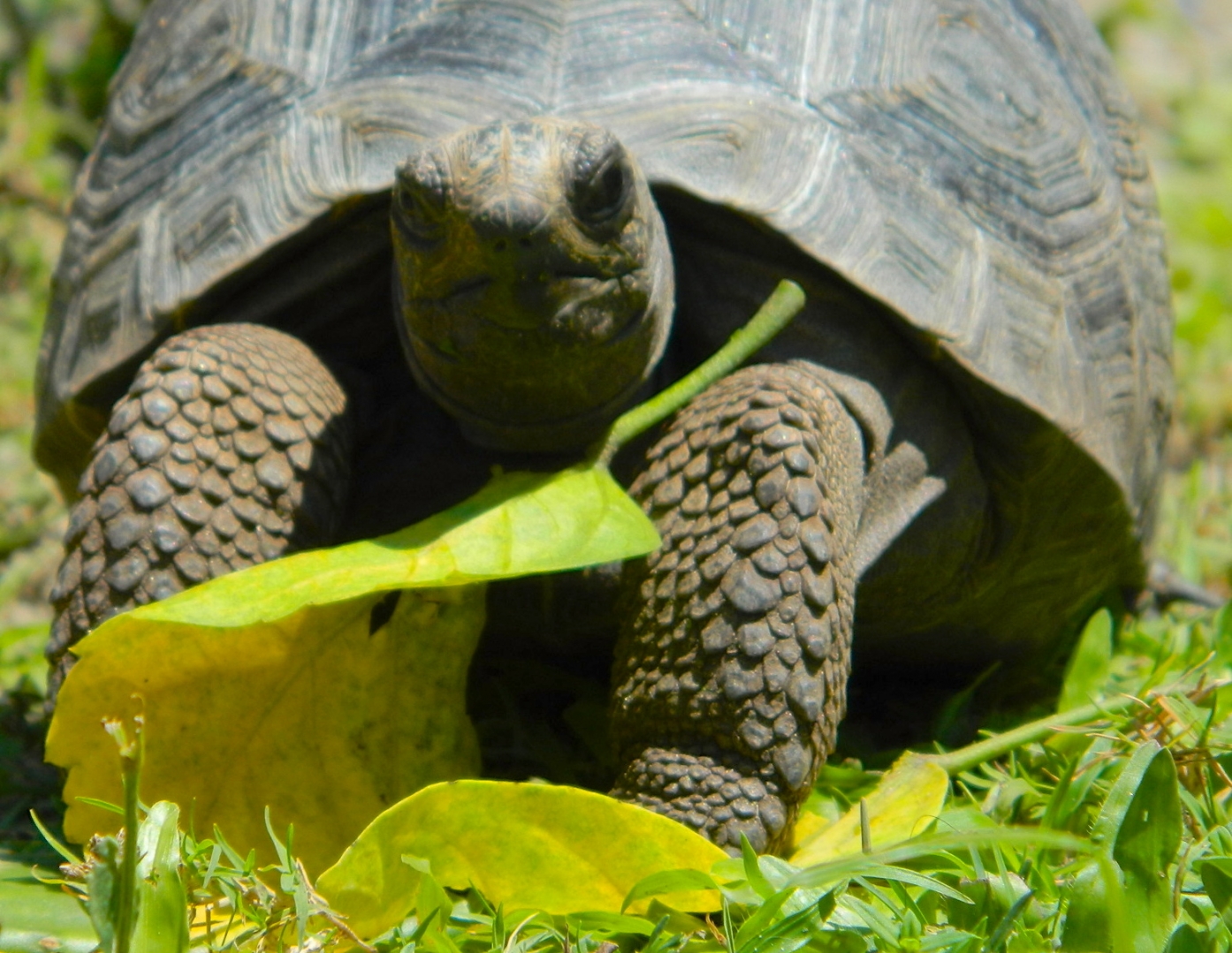 ALDABRA BREEDER
