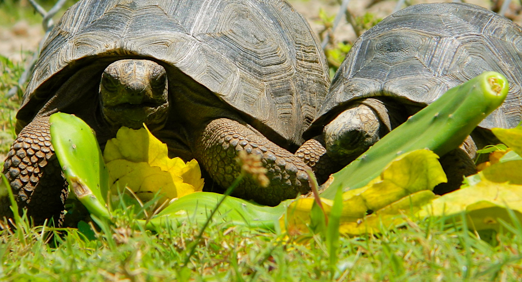 ALDABRA BREEDER