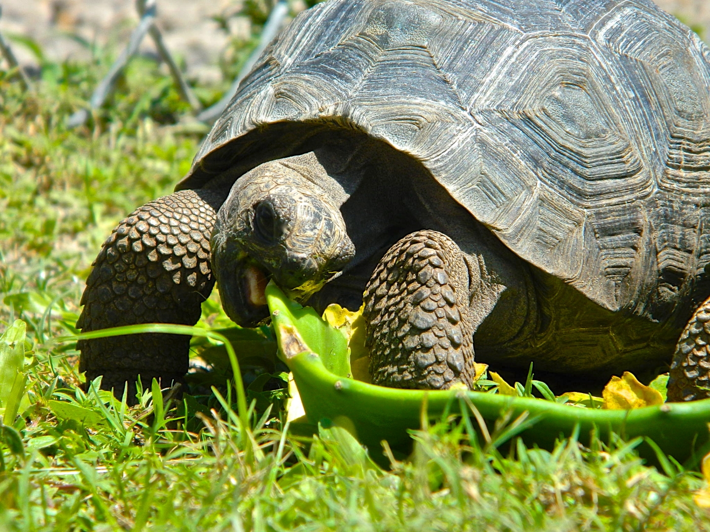 ALDABRA BREEDER