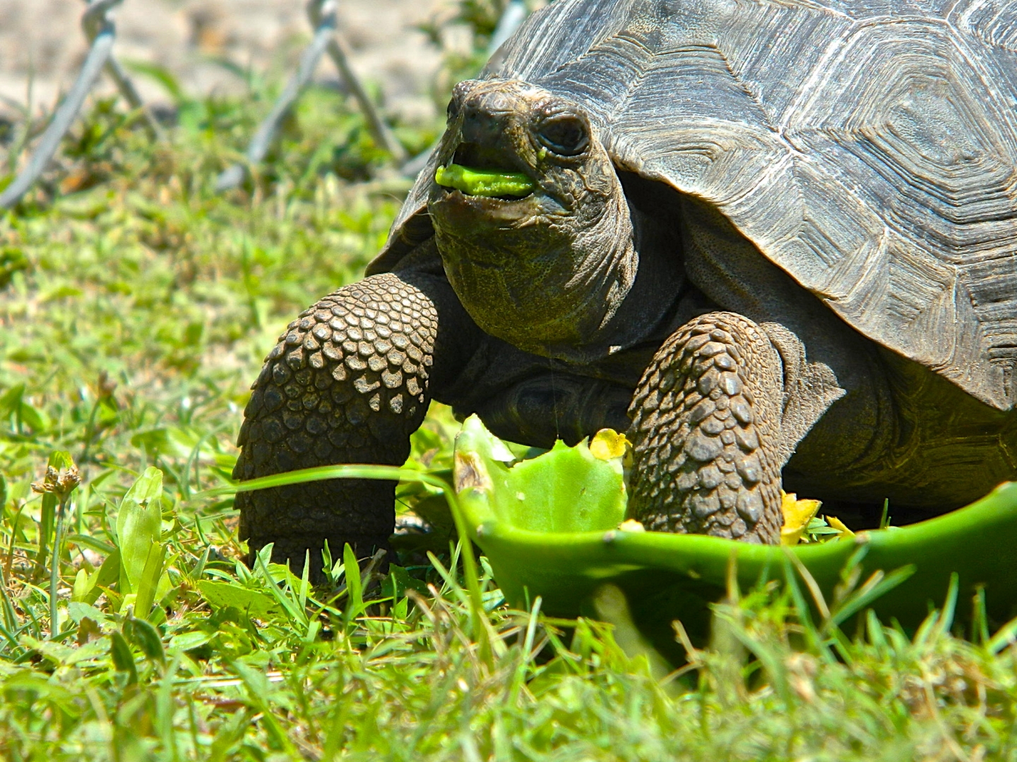 ALDABRA BREEDER