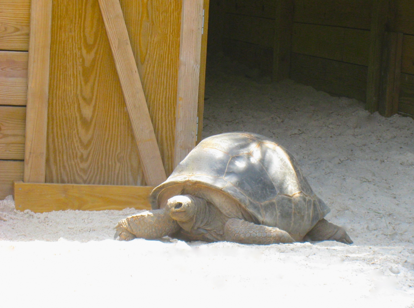 ALDABRA BREEDER