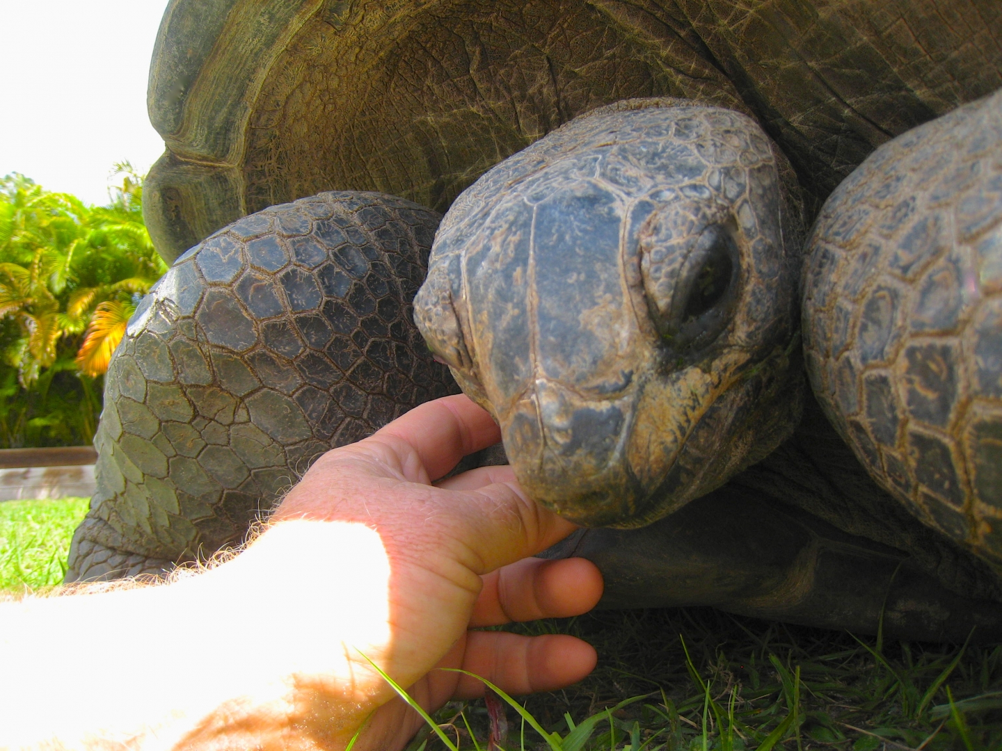 ALDABRA BREEDER
