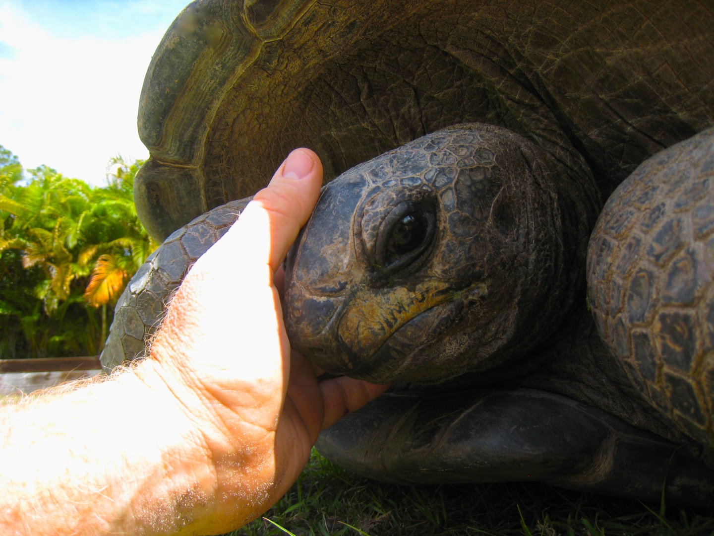 ALDABRA BREEDER