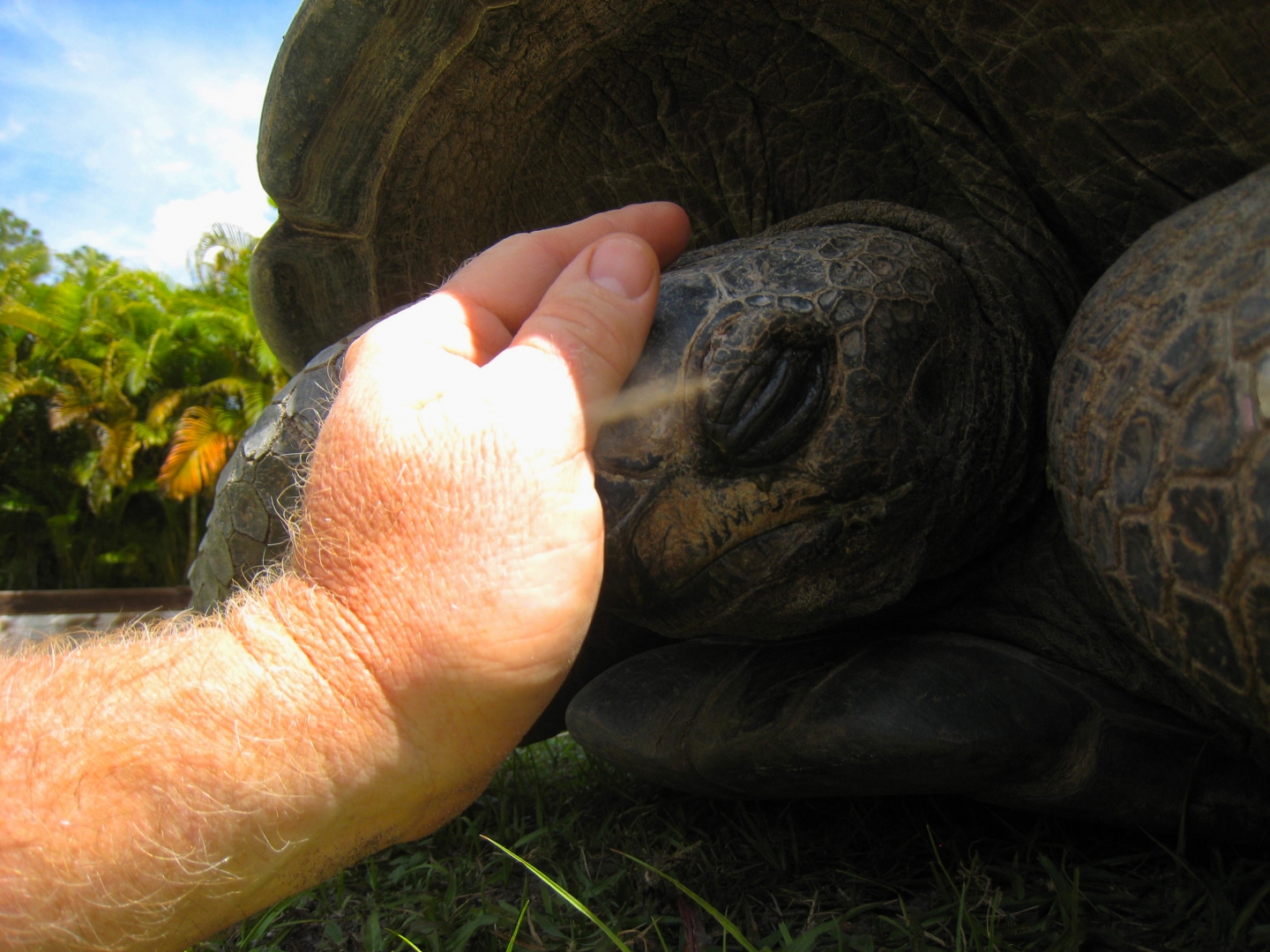 ALDABRA BREEDER