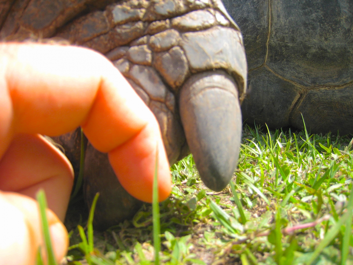 ALDABRA BREEDER