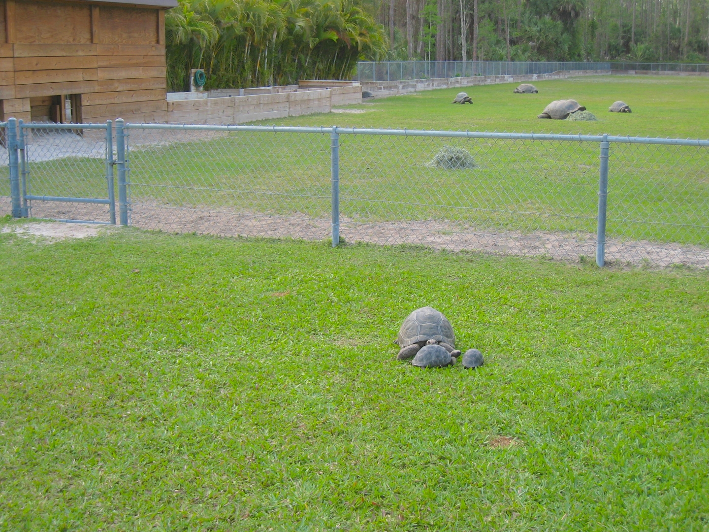 ALDABRA BREEDER