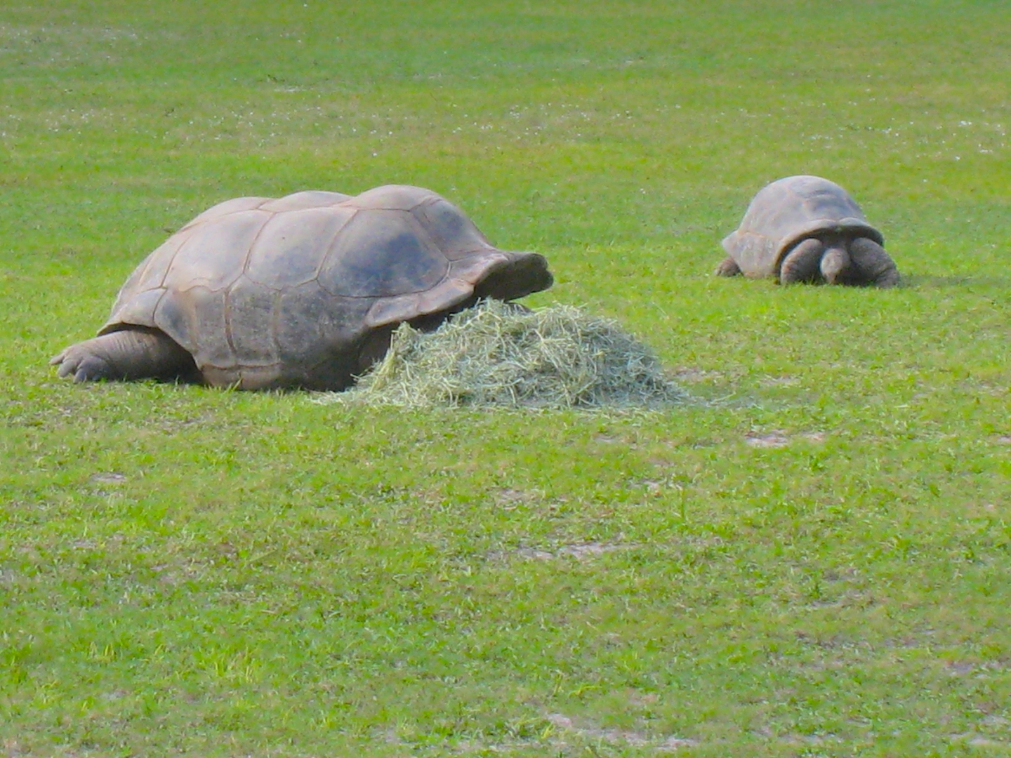 ALDABRA BREEDER