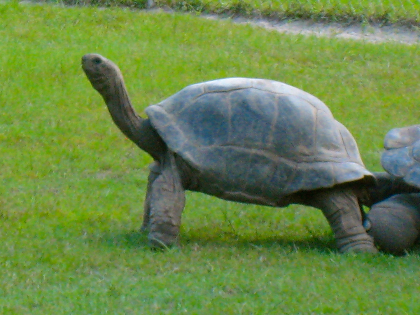 ALDABRA BREEDER