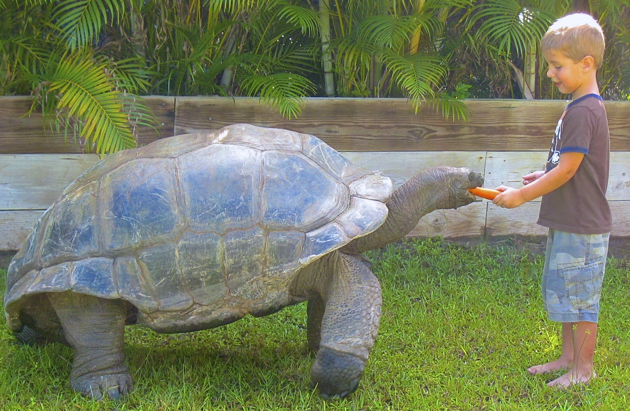ALDABRA BREEDER