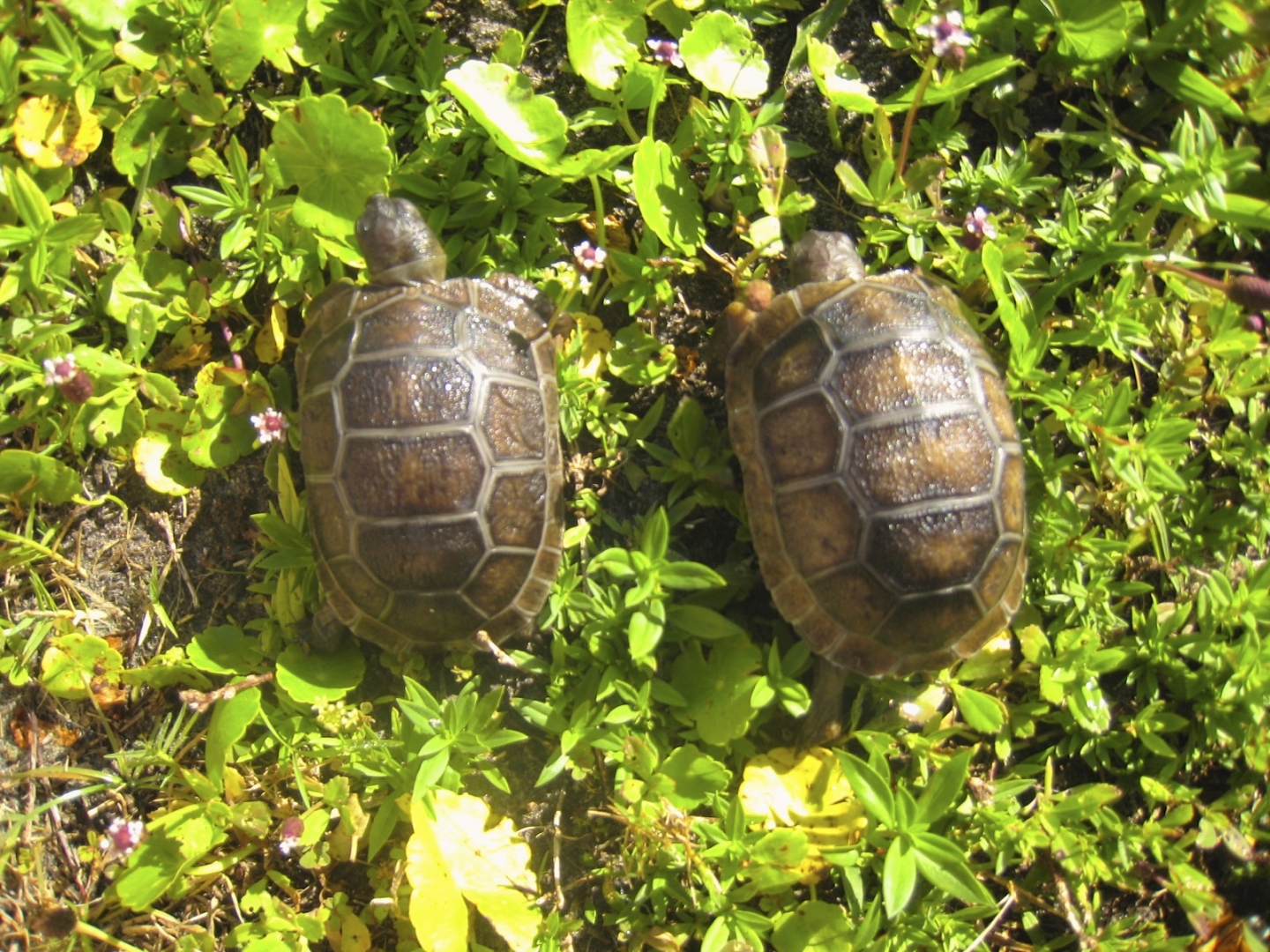 ALDABRA BREEDER