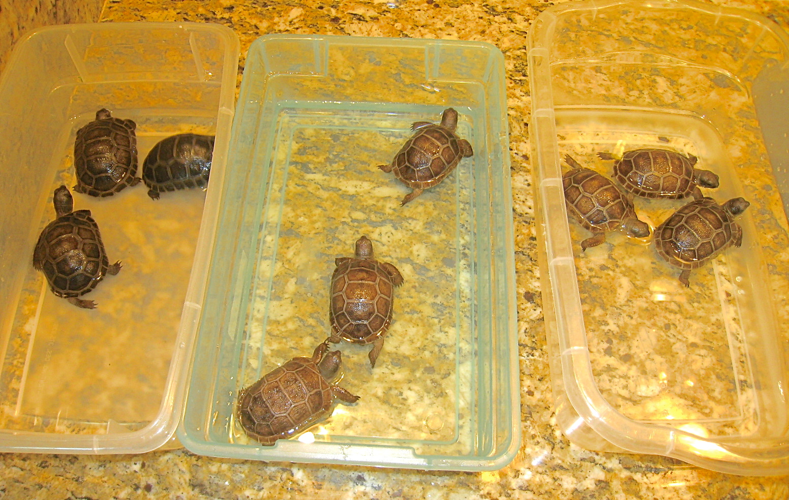 ALDABRA BREEDER